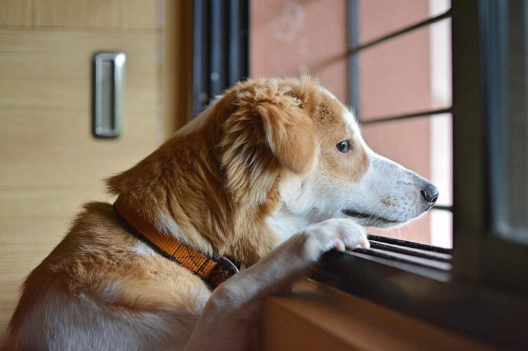 Do Dogs Get Depressed When Their Owner Is Away